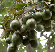avocados